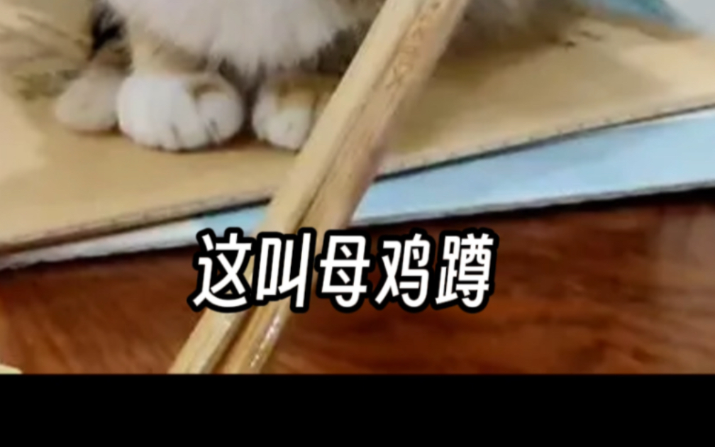 猫咪母鸡蹲儿