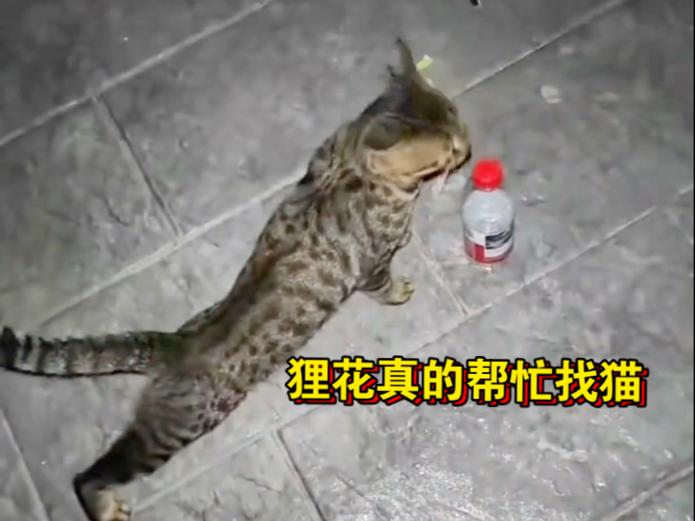 狸花猫的江湖追杀令传说居然是真的