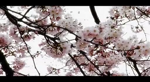 【日影】斜阳（太宰治代表作改编）