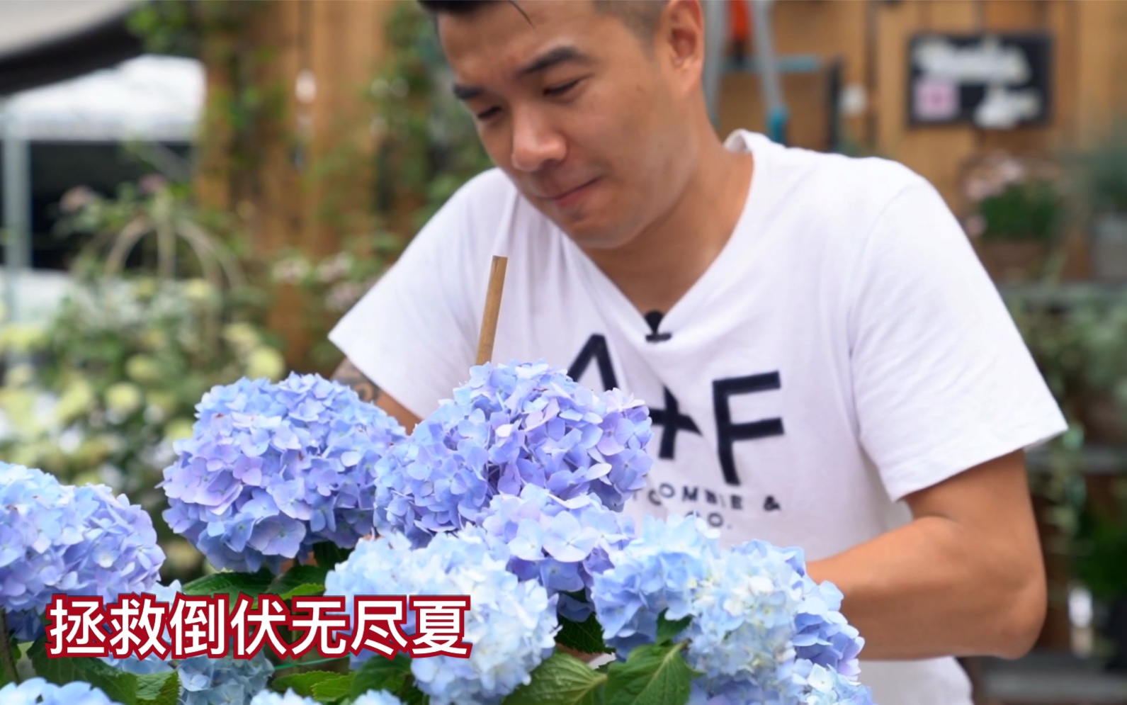 如何拯救倒伏的无尽夏 | 爱种花就找王大爷