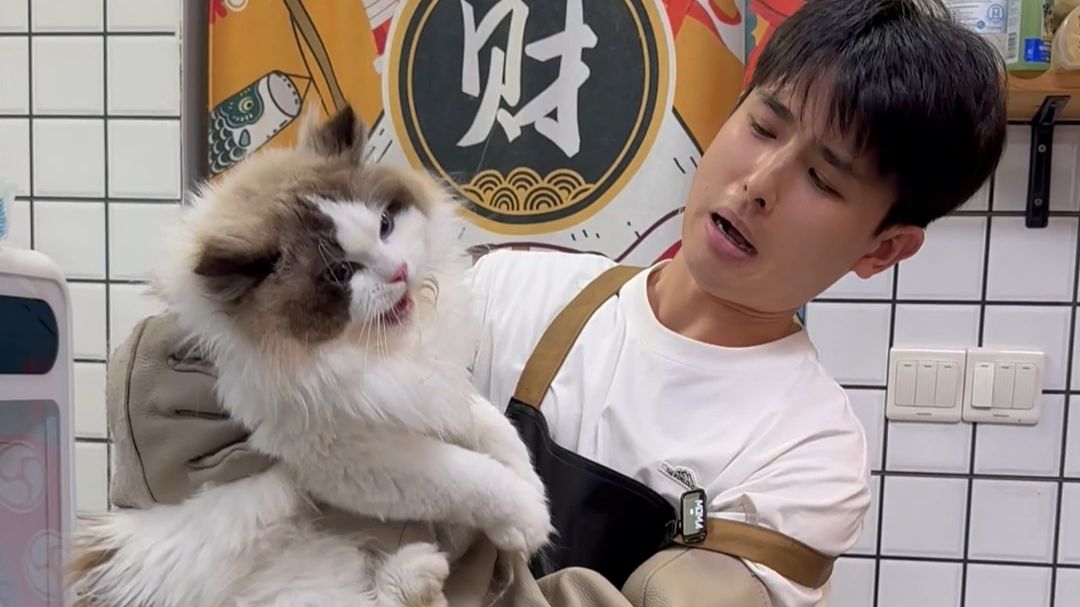 威武战神布偶洗护