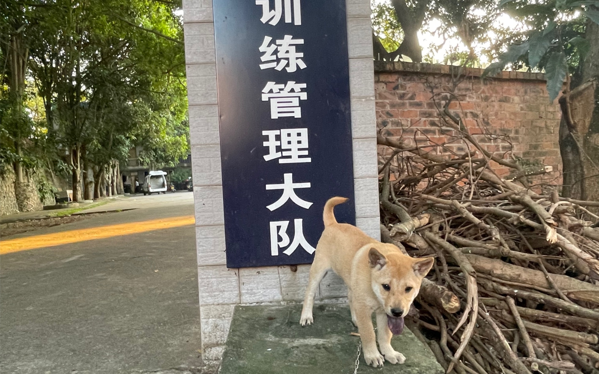 中华田园犬的警犬之路