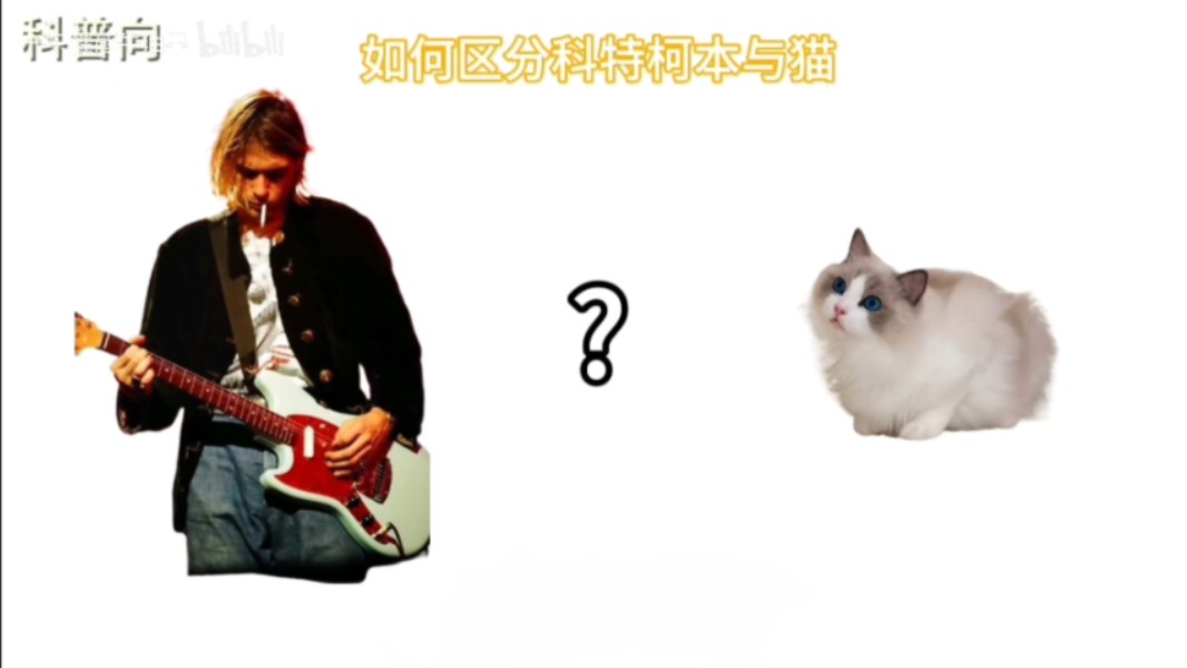 【干货向】如何区分科特柯本与猫?