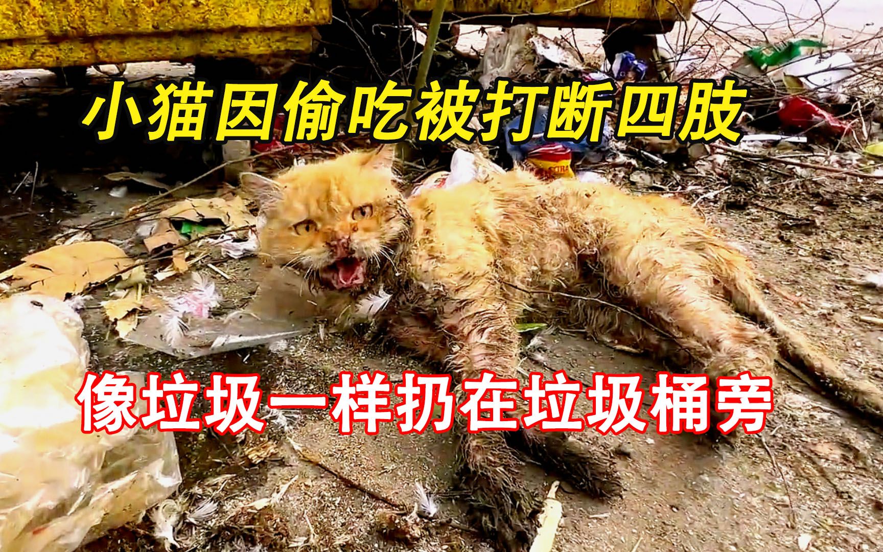 小猫因偷吃被打断四肢，像垃圾一样扔在垃圾桶旁，太可怜了！