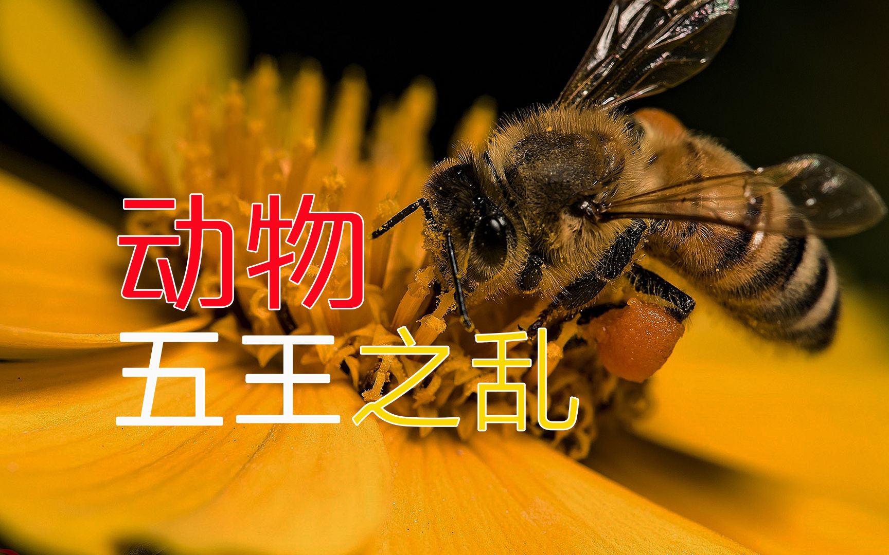 五王之乱，从王台出来的新王们互相厮杀，老蜂王则带着臣民离开了