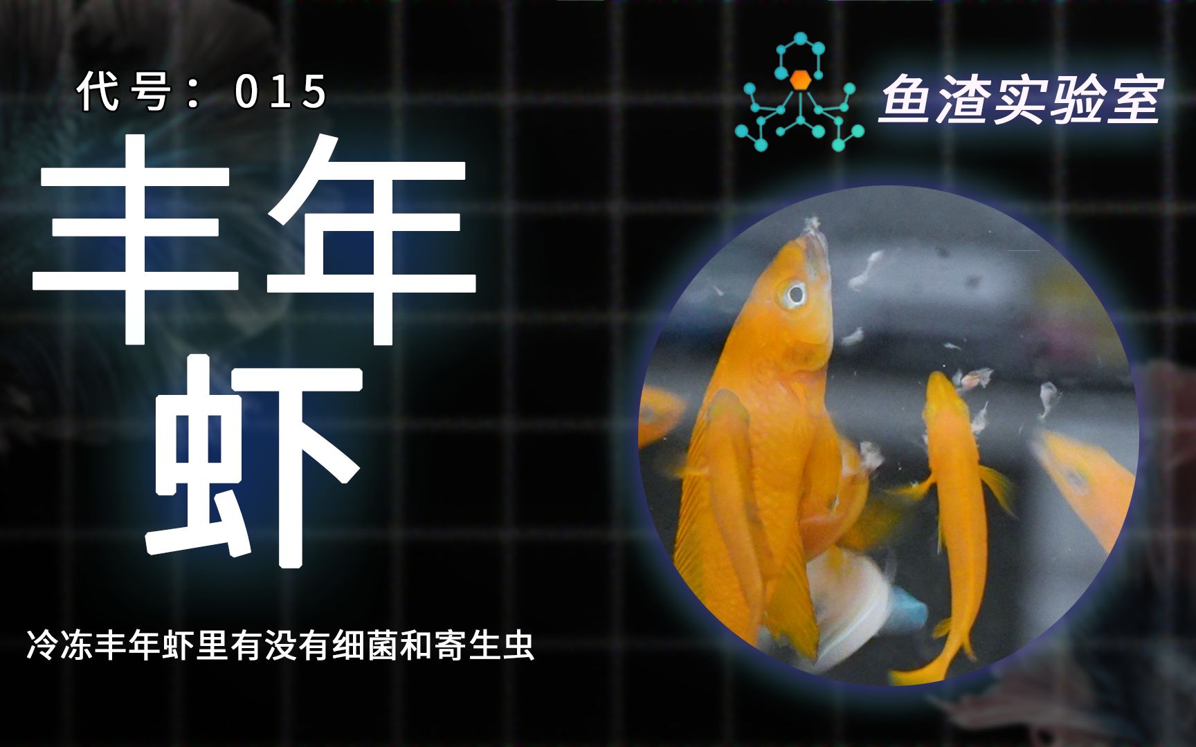 鱼食科普｜携带细菌和寄生虫卵？丰年虾喂鱼安全吗？#水族 #养鱼 #鱼缸