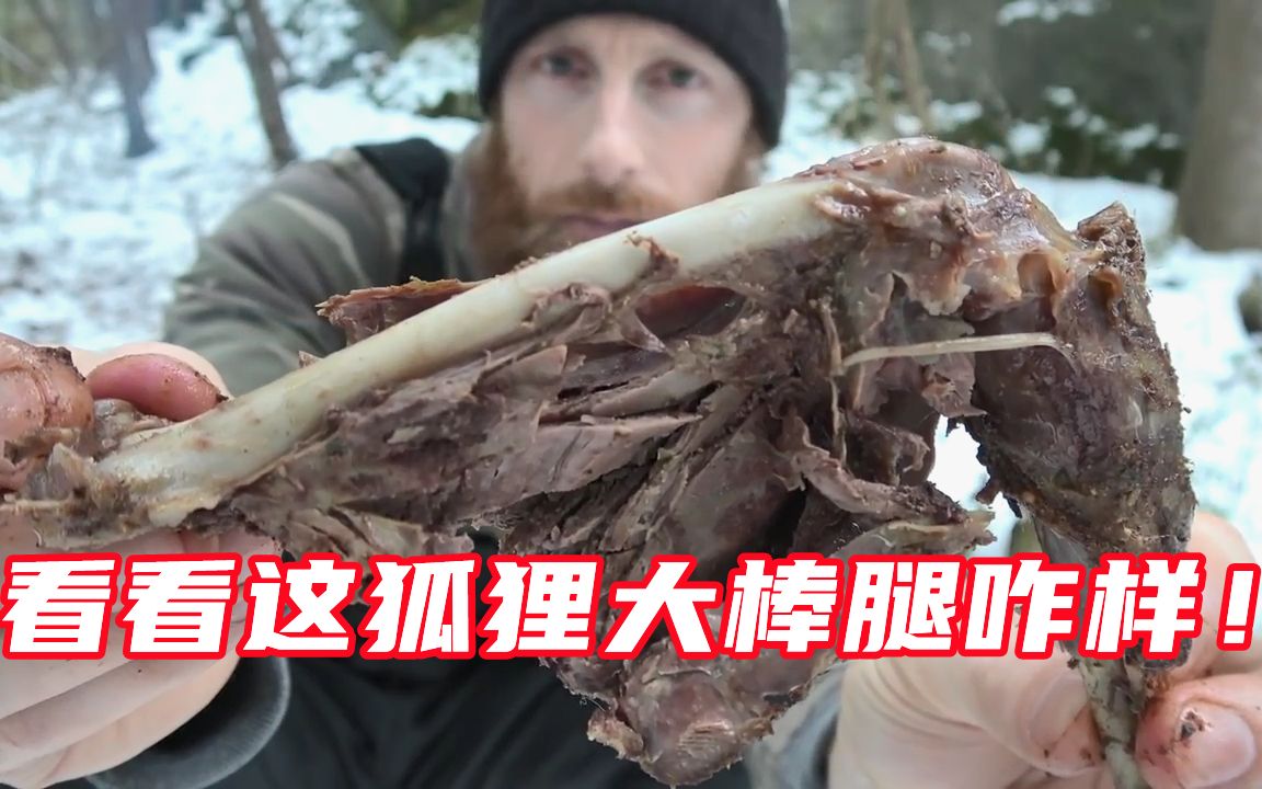 荒野猎人捕获一只狐狸肉，这狐狸大棒腿太鲜了，又想吃的吗？
