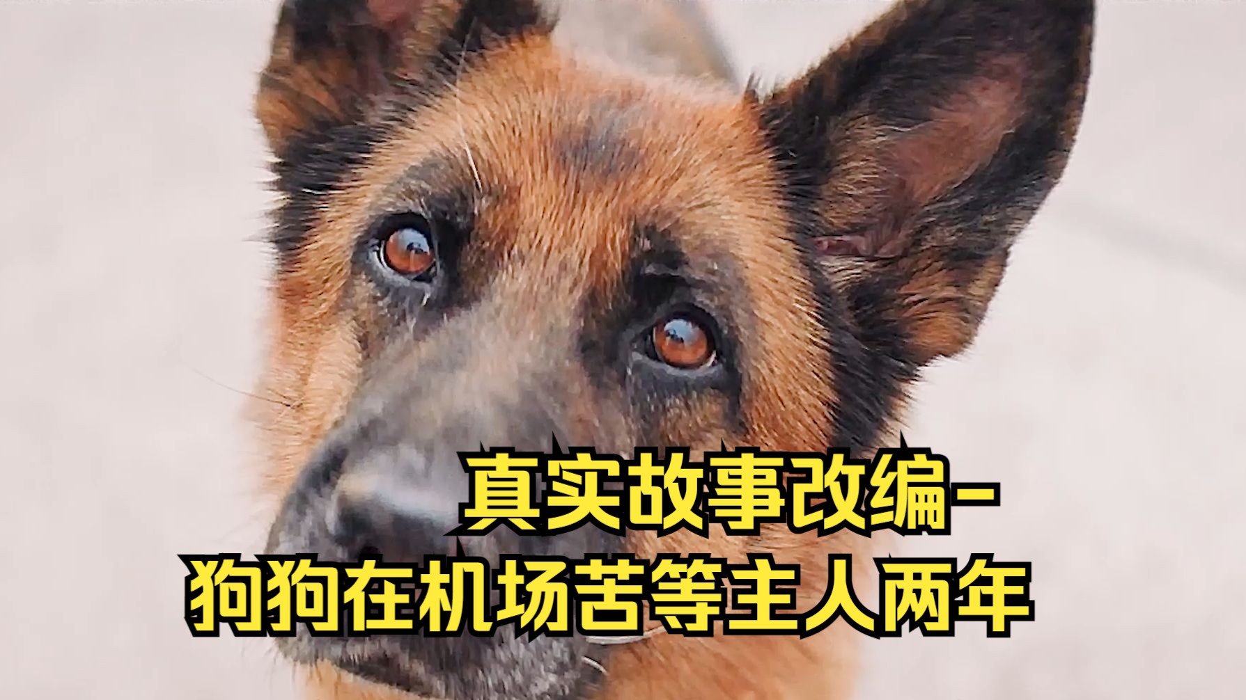 真实故事改编-男人将狗狗遗弃，狗狗却在机场苦等主人两年
