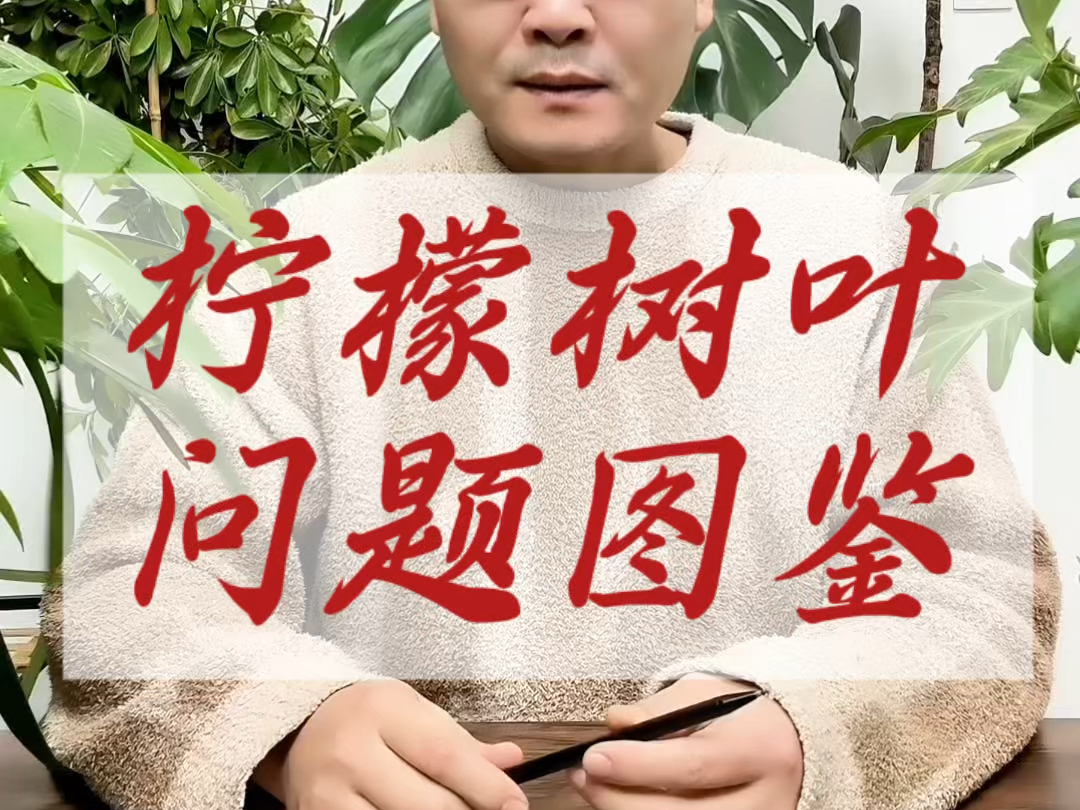 图鉴，柠檬树叶子发黄焦尖打卷卷曲是什么原因
