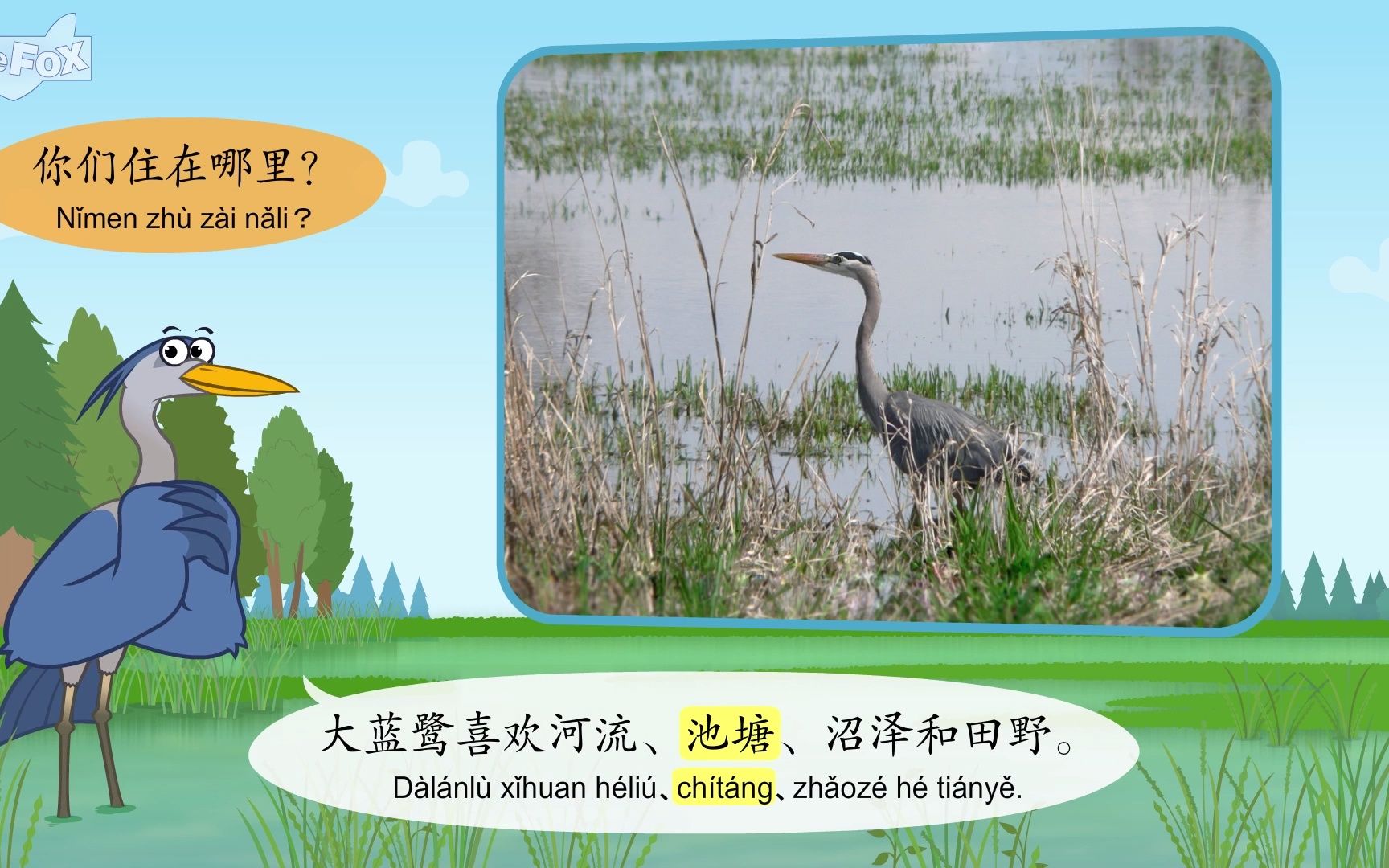 儿童早教益智动画认识动物11-大蓝鹭