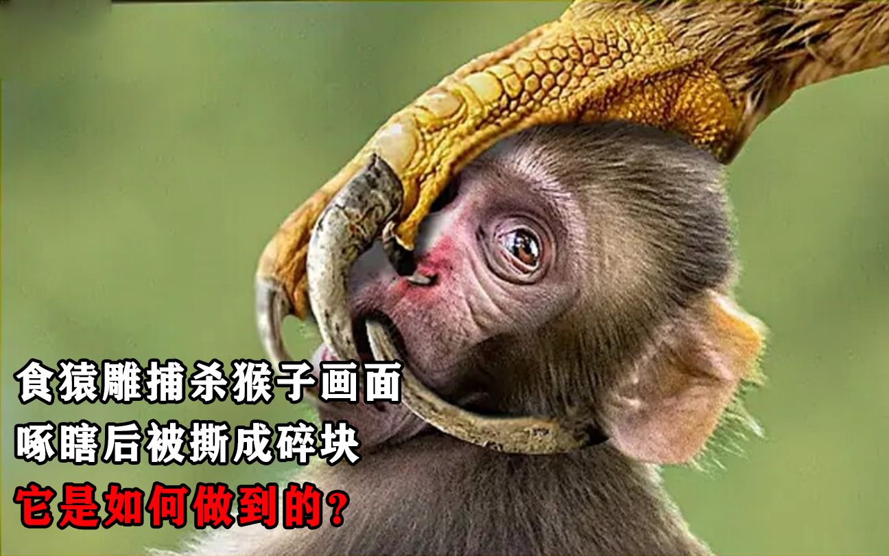 罕见！食猿雕捕杀猴子画面，啄瞎后被撕成碎块，它是如何做到的？