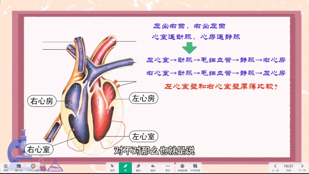 血液循环 难点突破