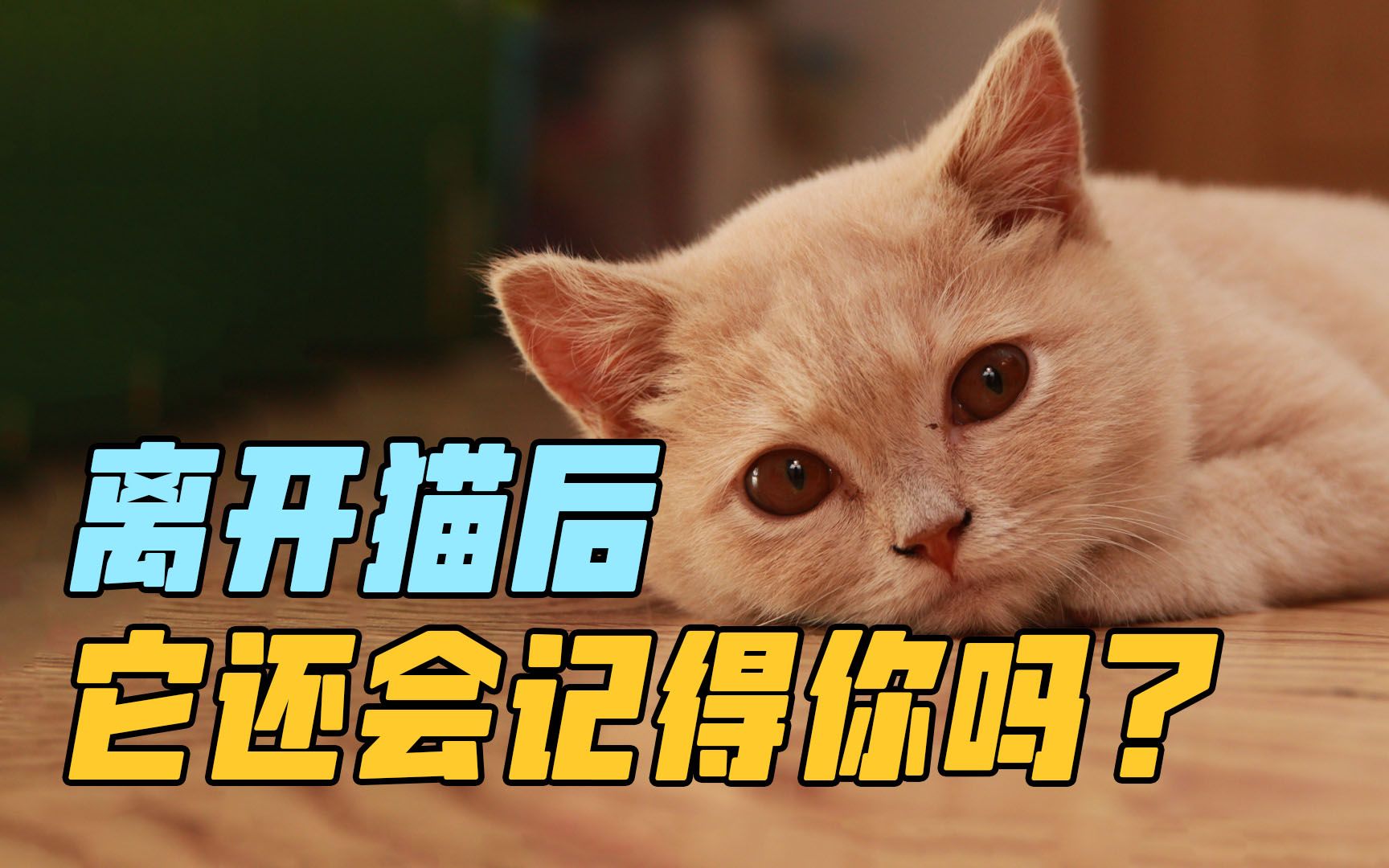 如果你离开猫很久，猫会忘记你吗？