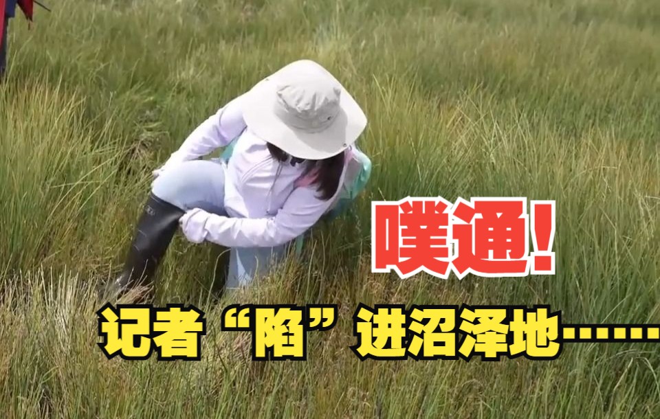在高寒湿地规划观测场，噗通！记者陷进了沼泽地里……