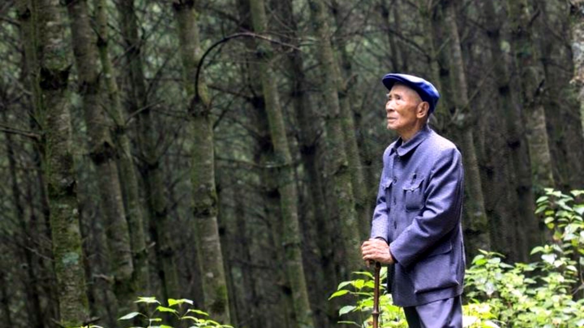 他让5.6万亩荒山变成绿洲，将价值3亿元林场无偿捐献国家，致敬杨善洲