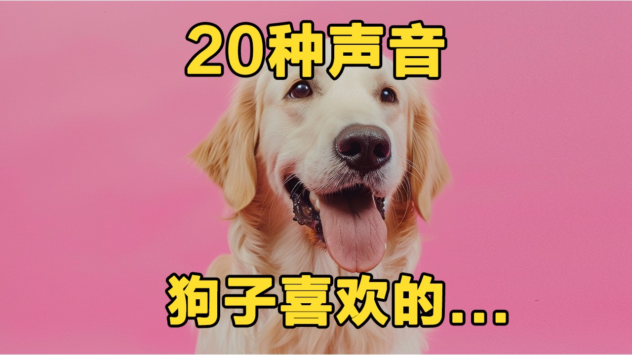 狗狗喜欢听的20种声音