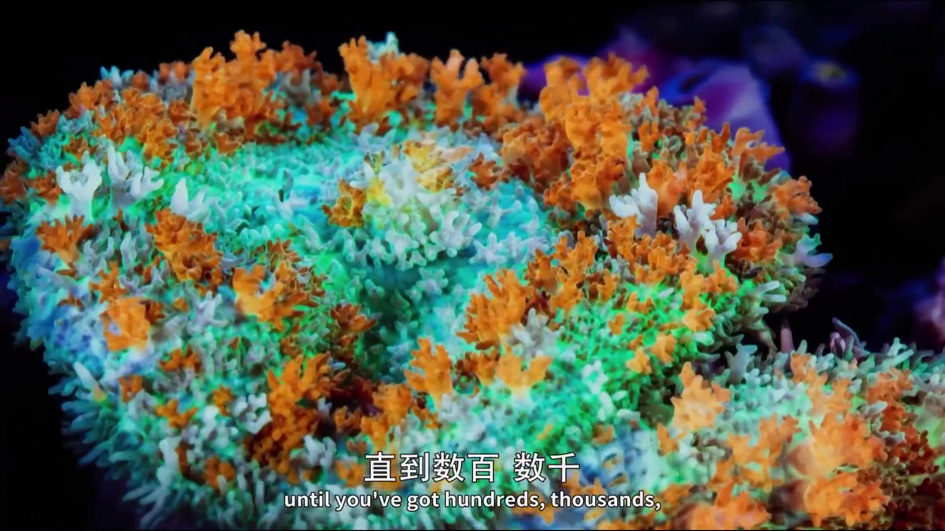 重温《蓝色星球》 [1080P]  英语中字