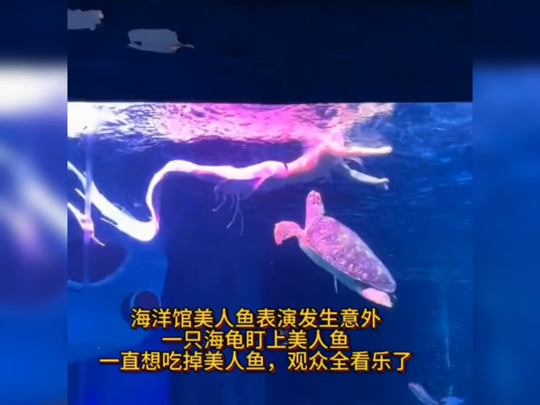 海洋馆美人鱼表演发生意外：一只海龟盯上美人鱼，一直想吃掉美人鱼。把观众全看乐了。