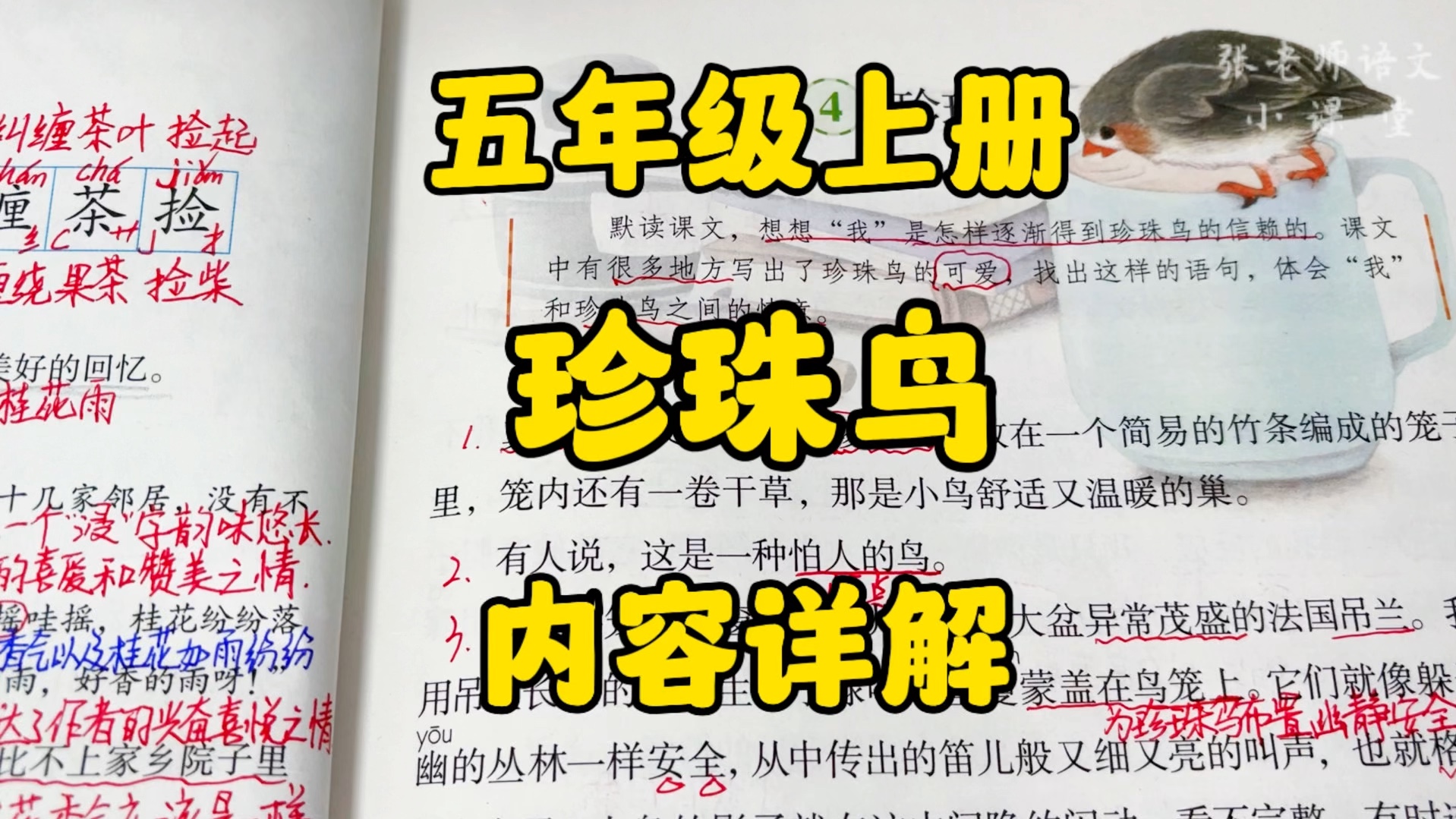 五年级上册：怕人的珍珠鸟为何与作者冯骥才先生如此的亲昵呢？一起走进课文了解关于他们的故事！