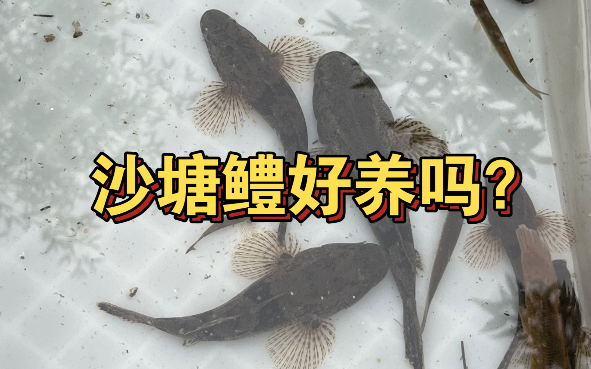养一缸沙塘鳢玩玩，持续补货中！
