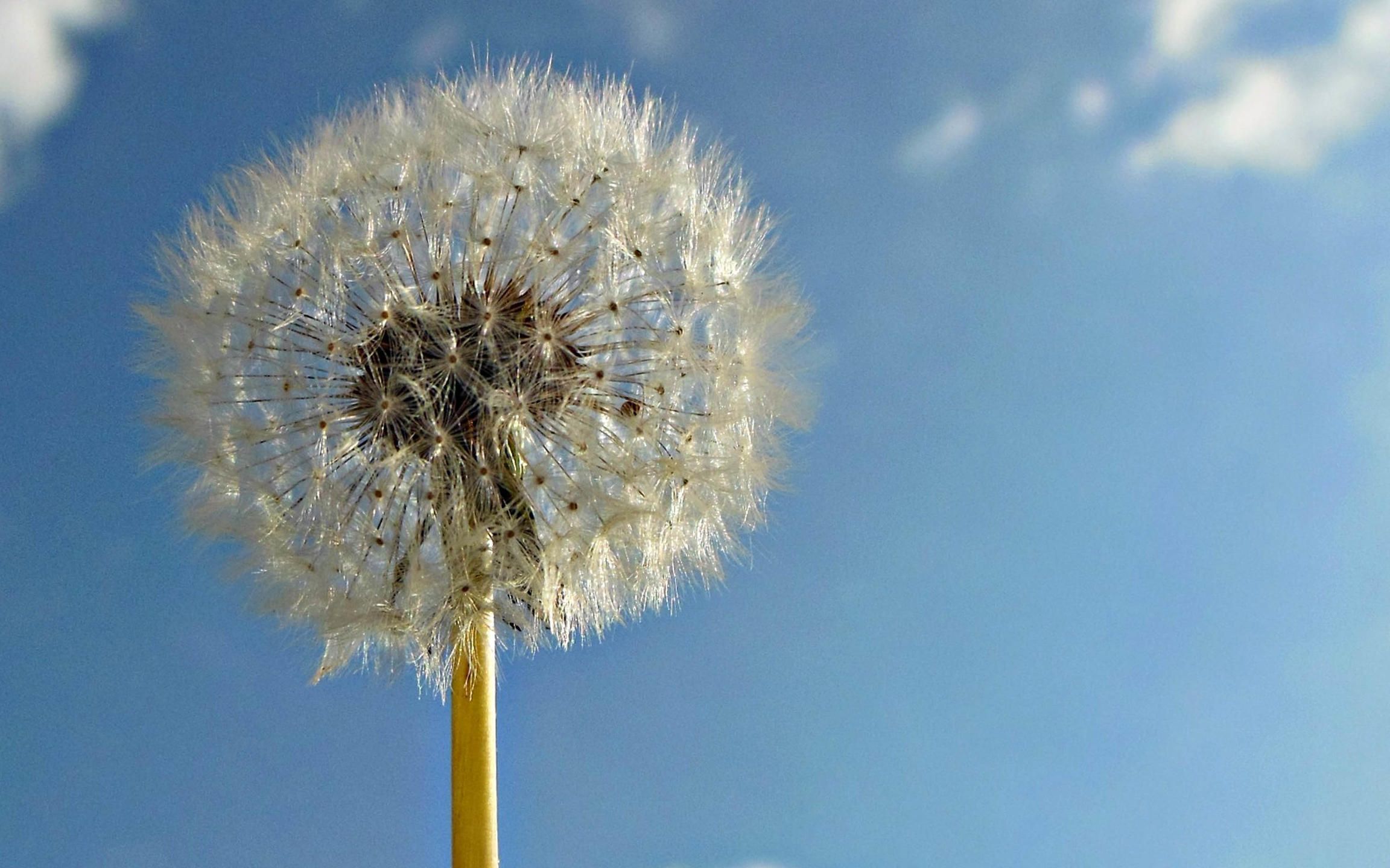 OOHYO_Dandelion《蒲公英》韩语中字 中字自制