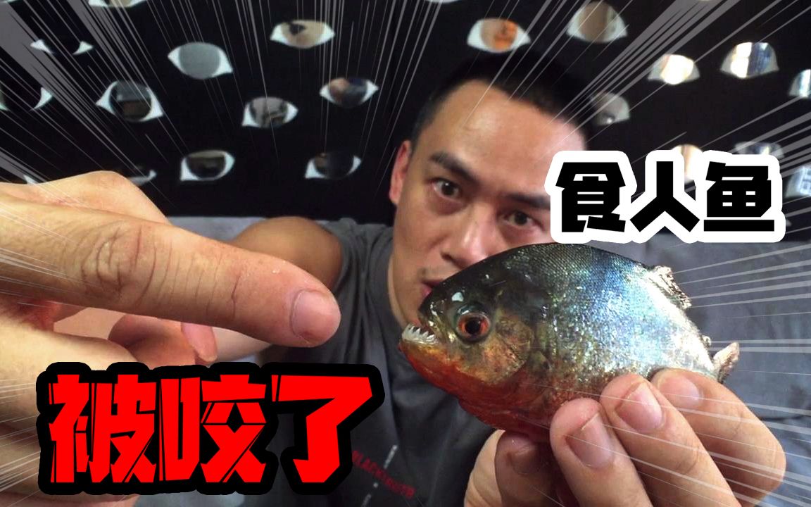 花120买三条“食人鱼”试吃，不慎被狠咬一口，这么凶猛好吃吗？