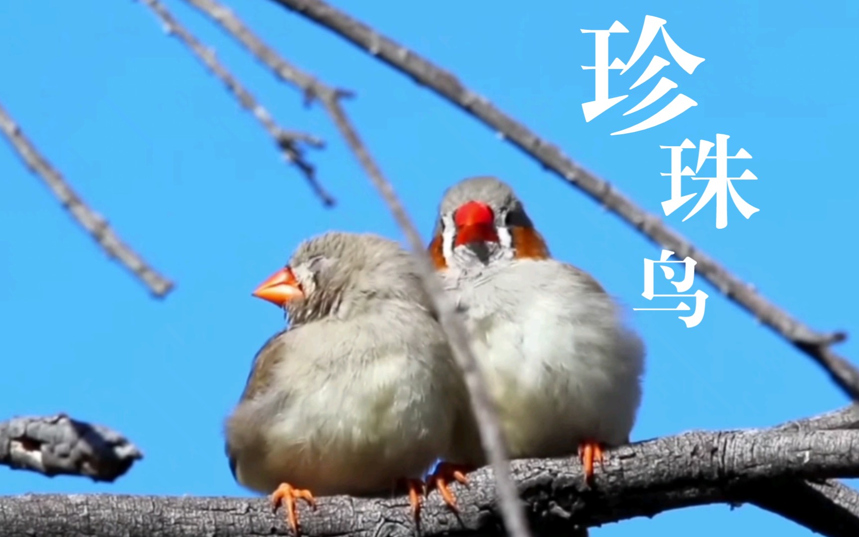 大自然环境下的野生珍珠鸟