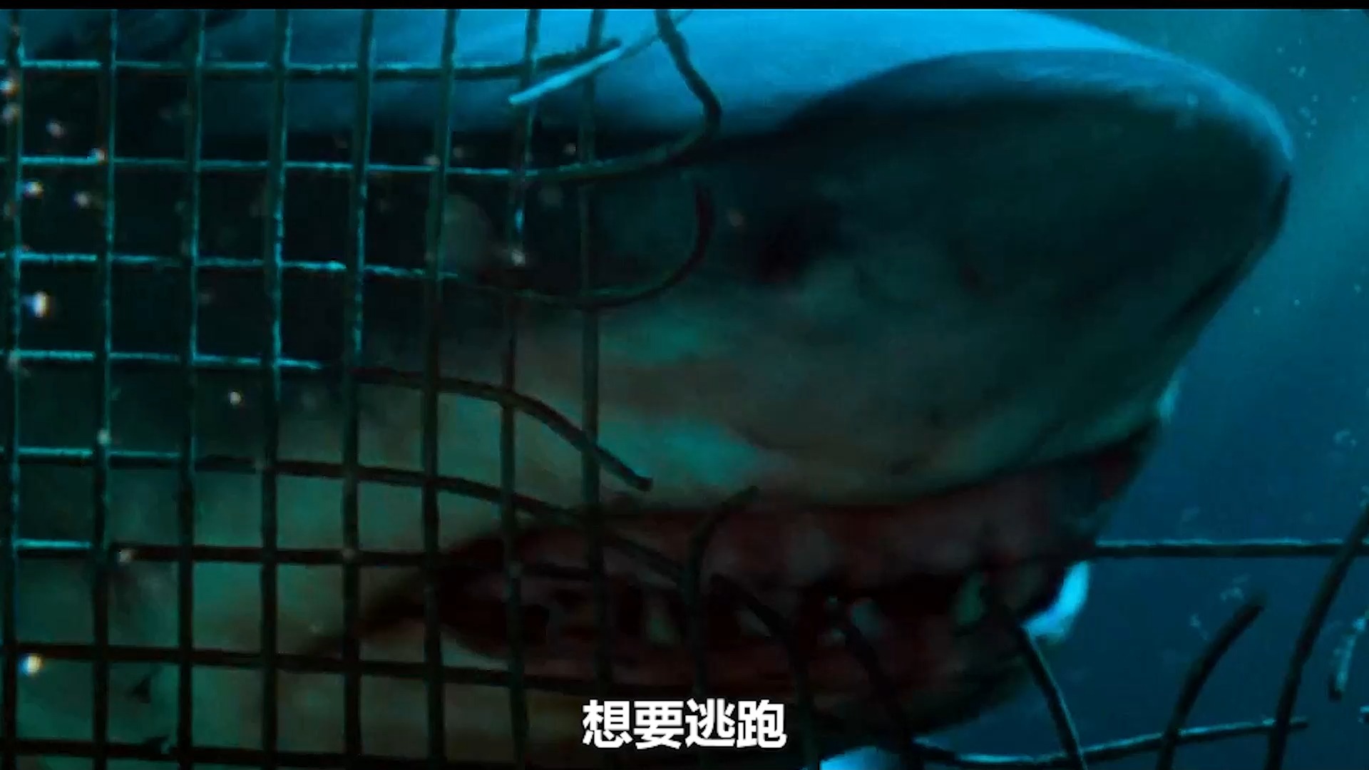 深海狂鲨
