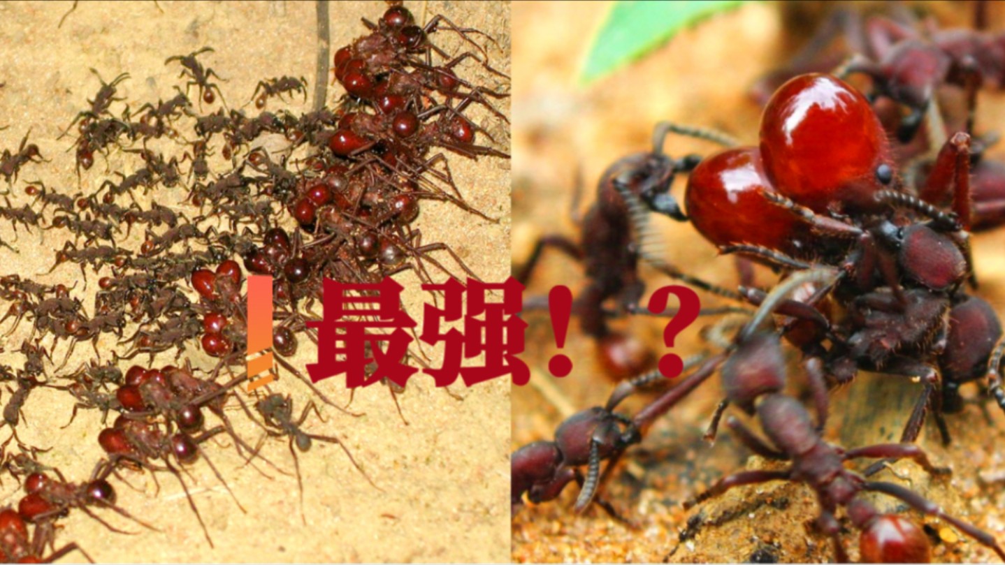 艾氏漫蚁介绍:最强内战行军蚁与芭切叶蚁的爱恨情仇