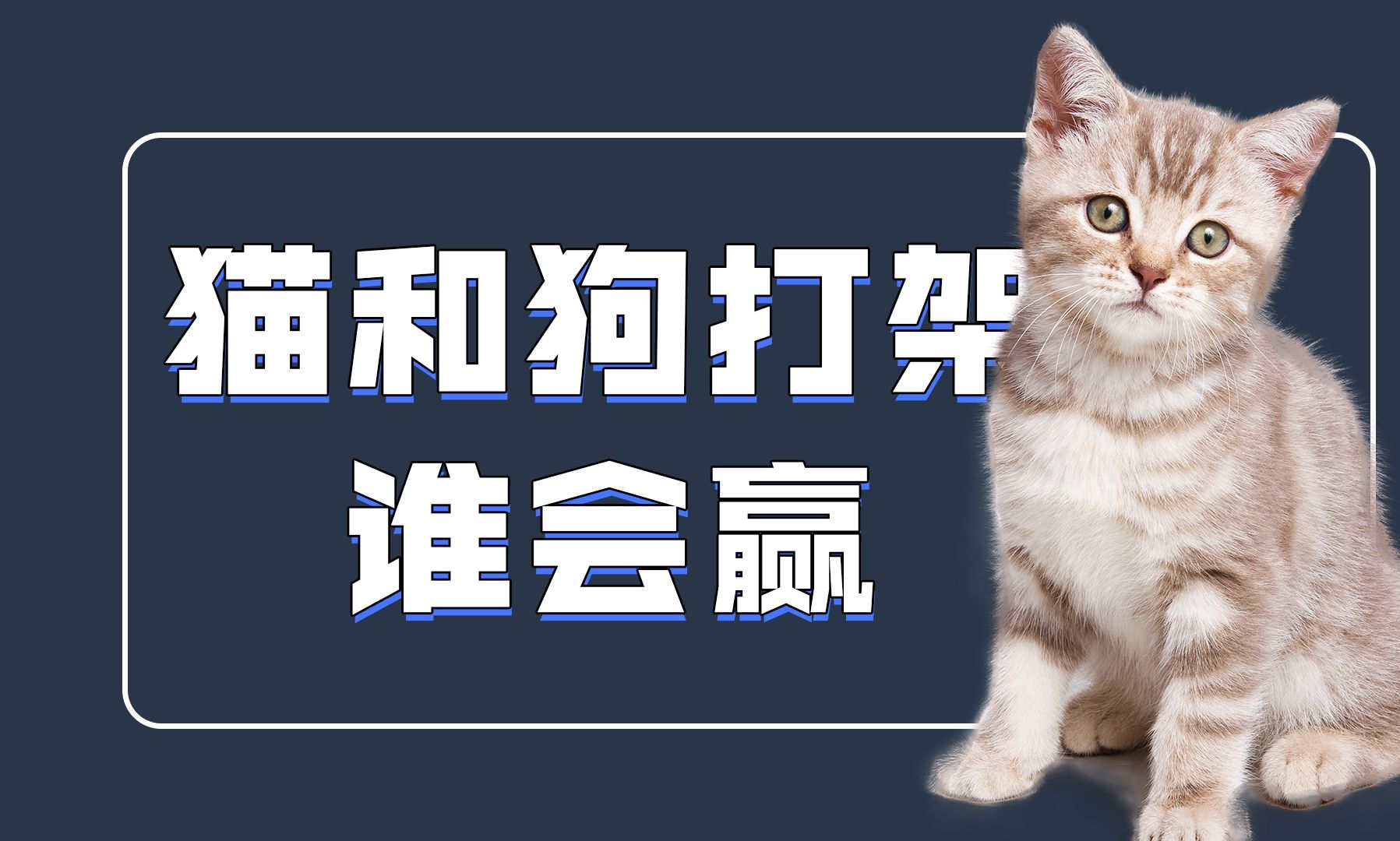 猫和狗打架谁更厉害？