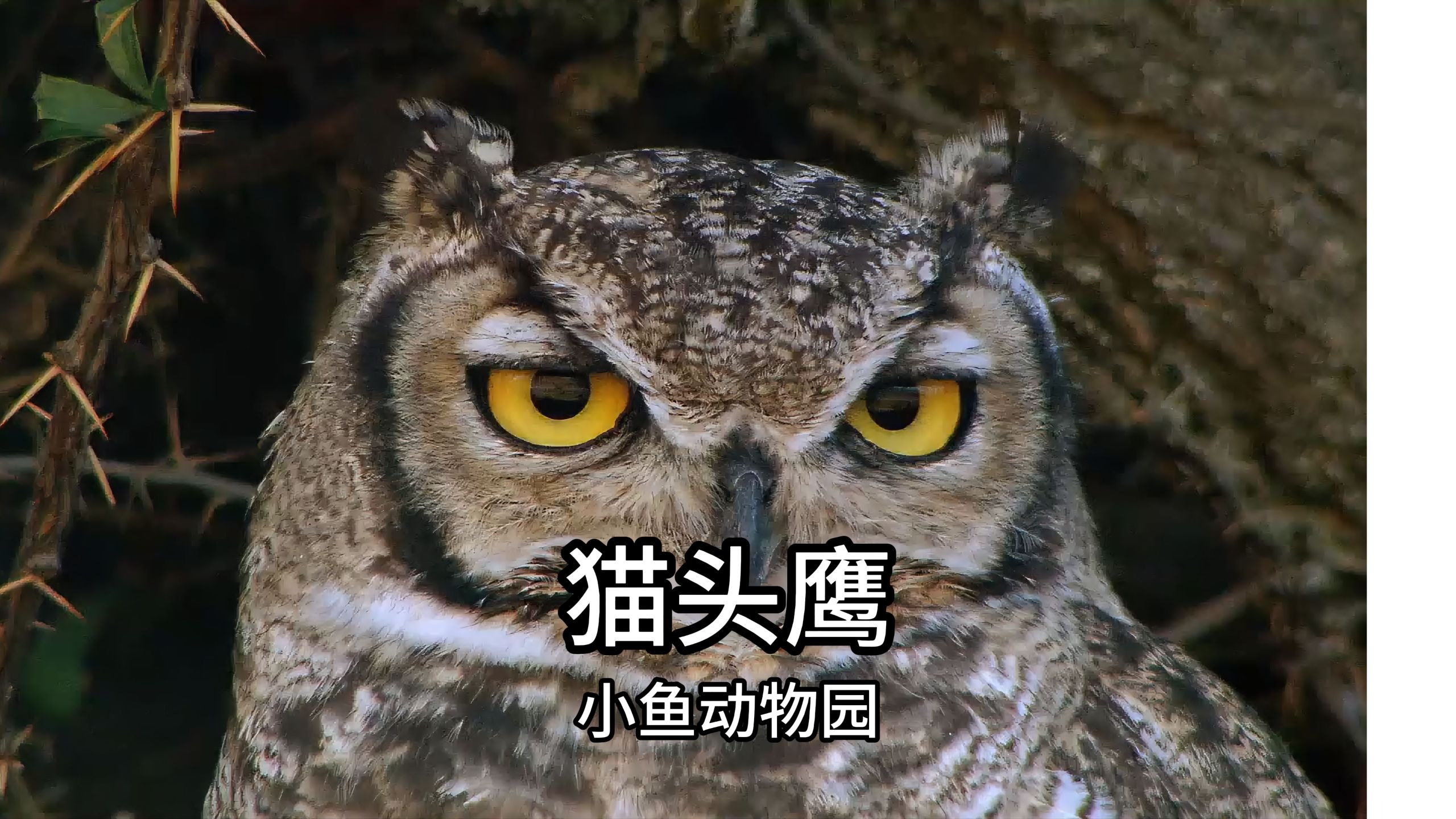 猫头鹰：唯一上夜班的猛禽  夜色下的萌面杀手