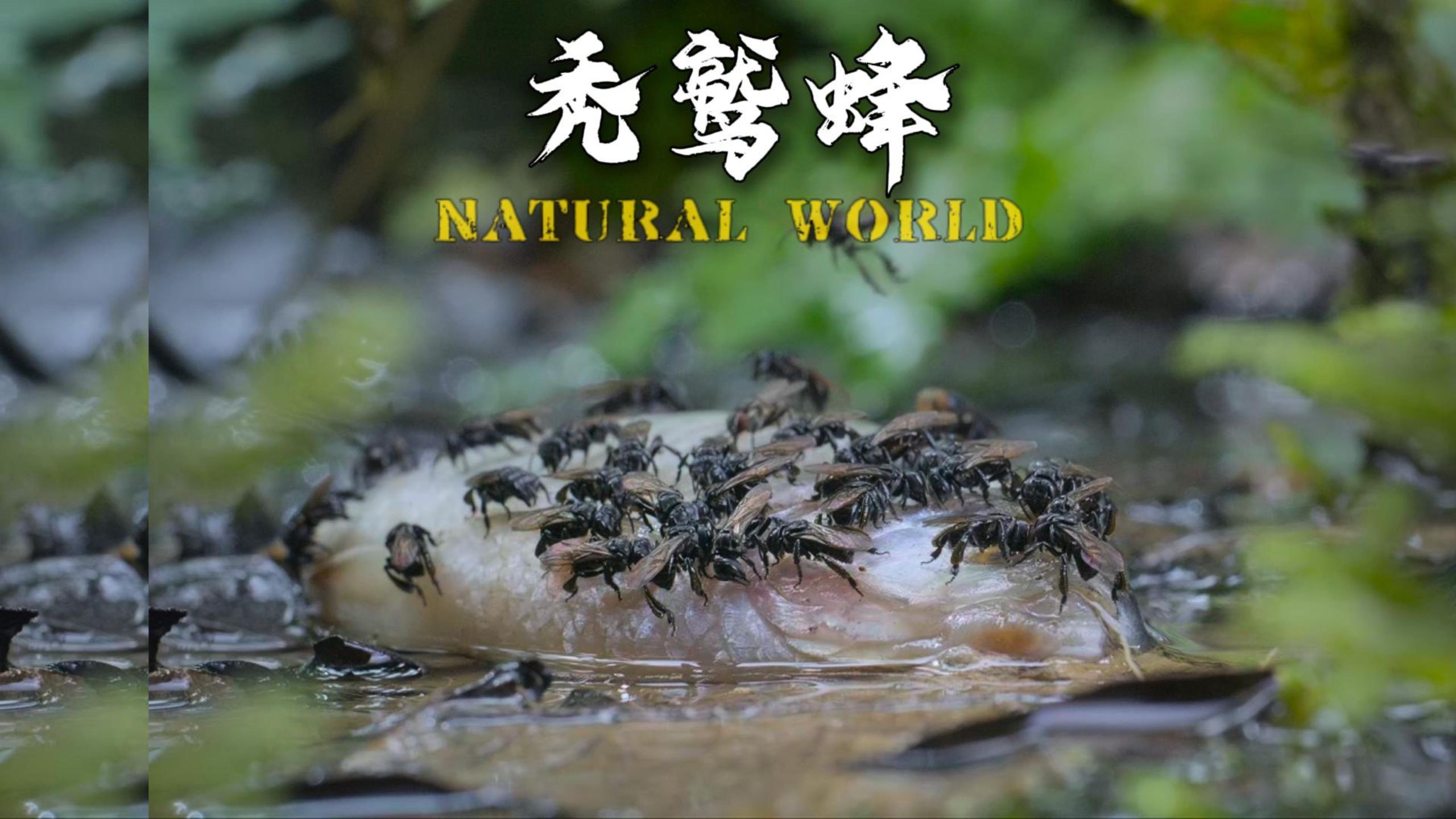 用腐肉酿的蜂蜜你见过吗
