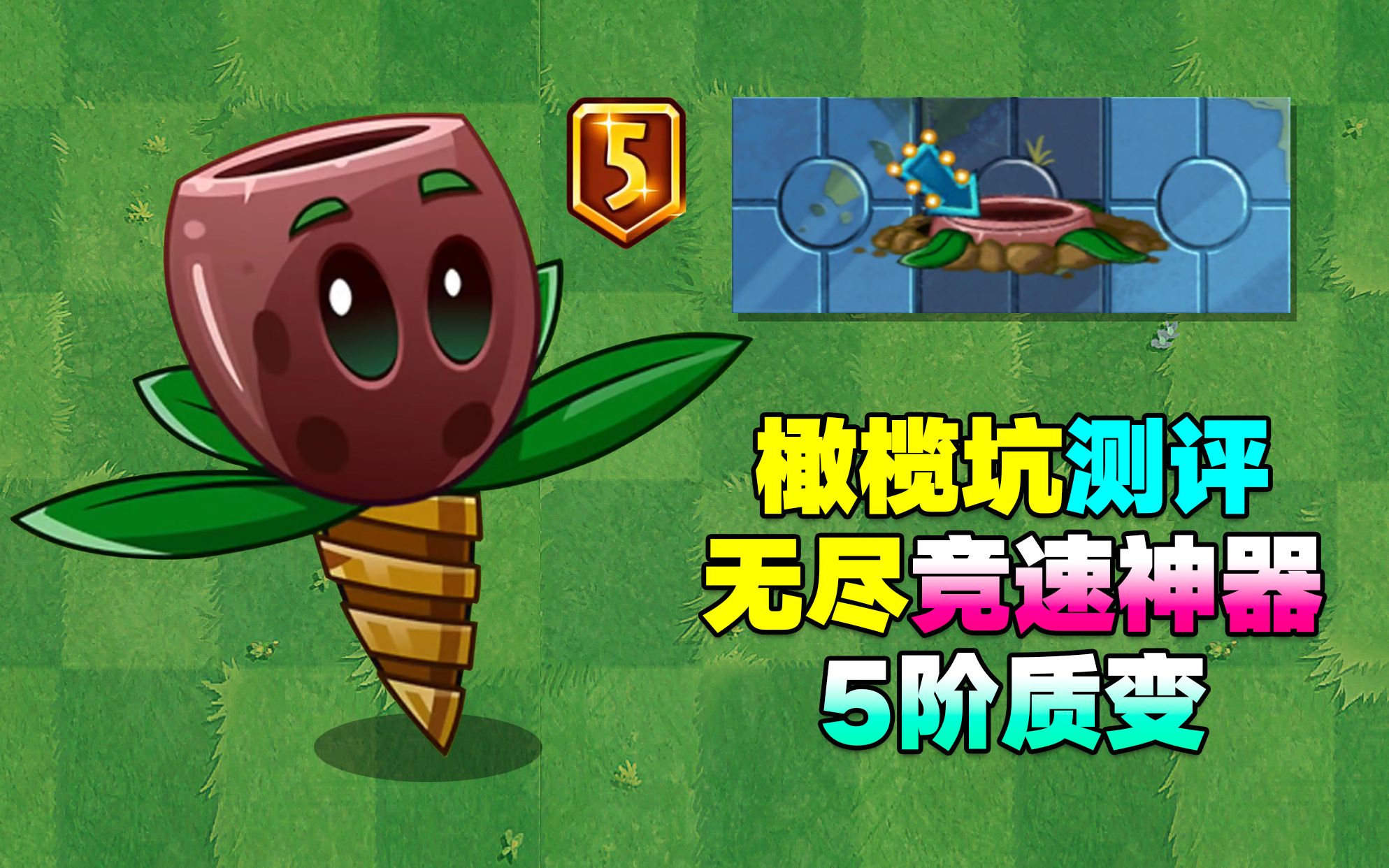 植物大讲堂：5阶橄榄坑测评，功夫摩登之神，你值得拥有！