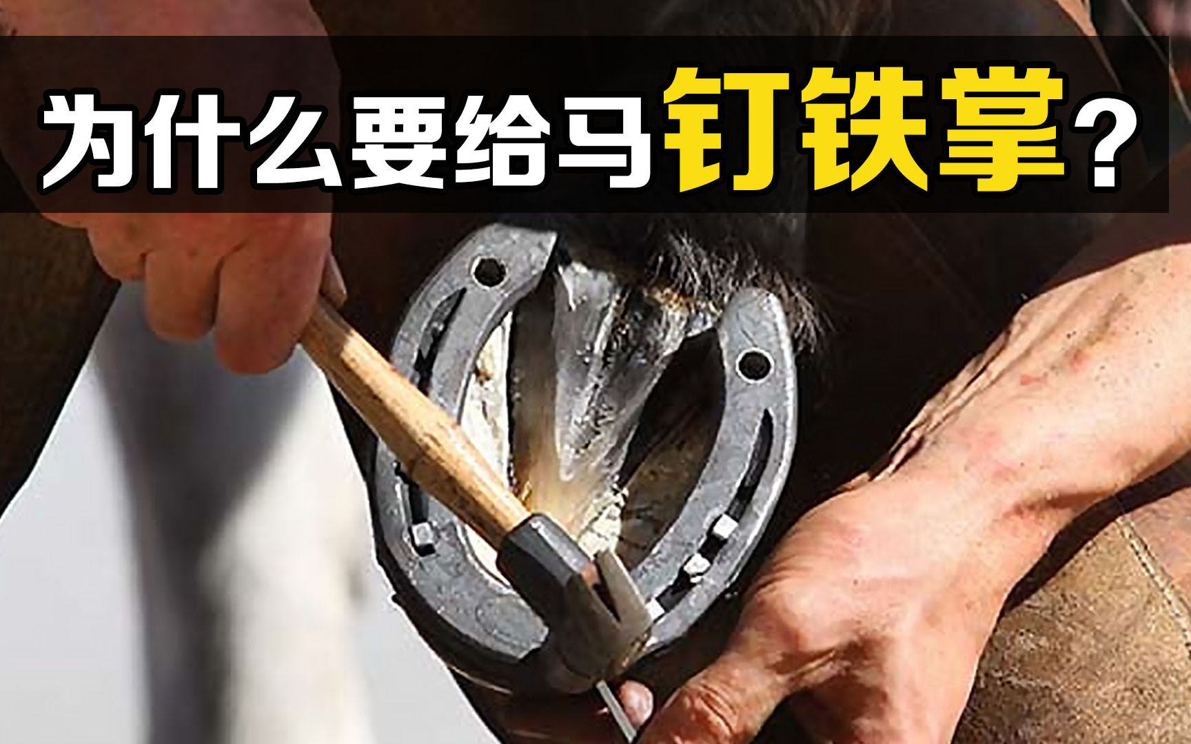 为什么要给马钉铁掌？钉子扎进马蹄里，它们不会疼吗？