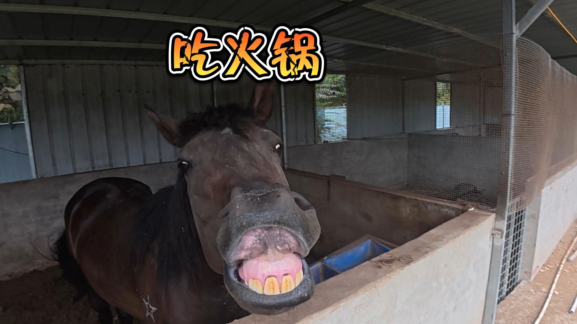 今天请全院所有动物吃火锅！