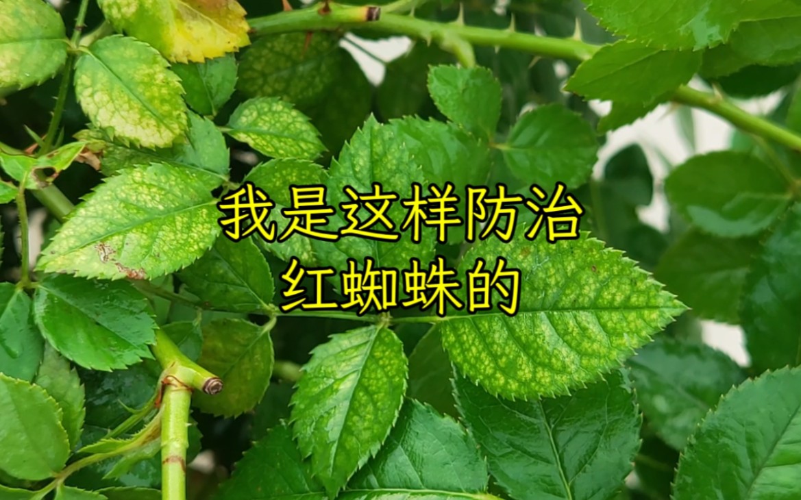 月季感染红蜘蛛不要慌，我是这样对付红蜘蛛的。