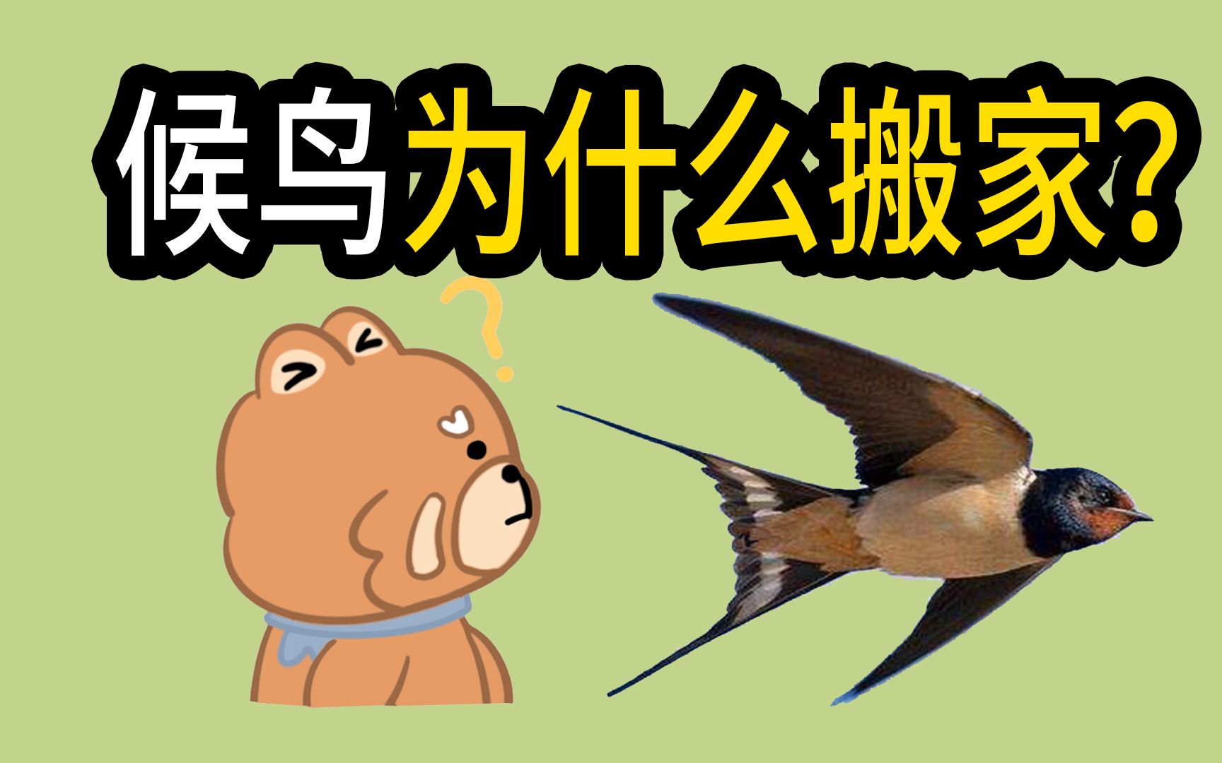 候鸟为什么要搬家？它们去的南方到底是哪里？