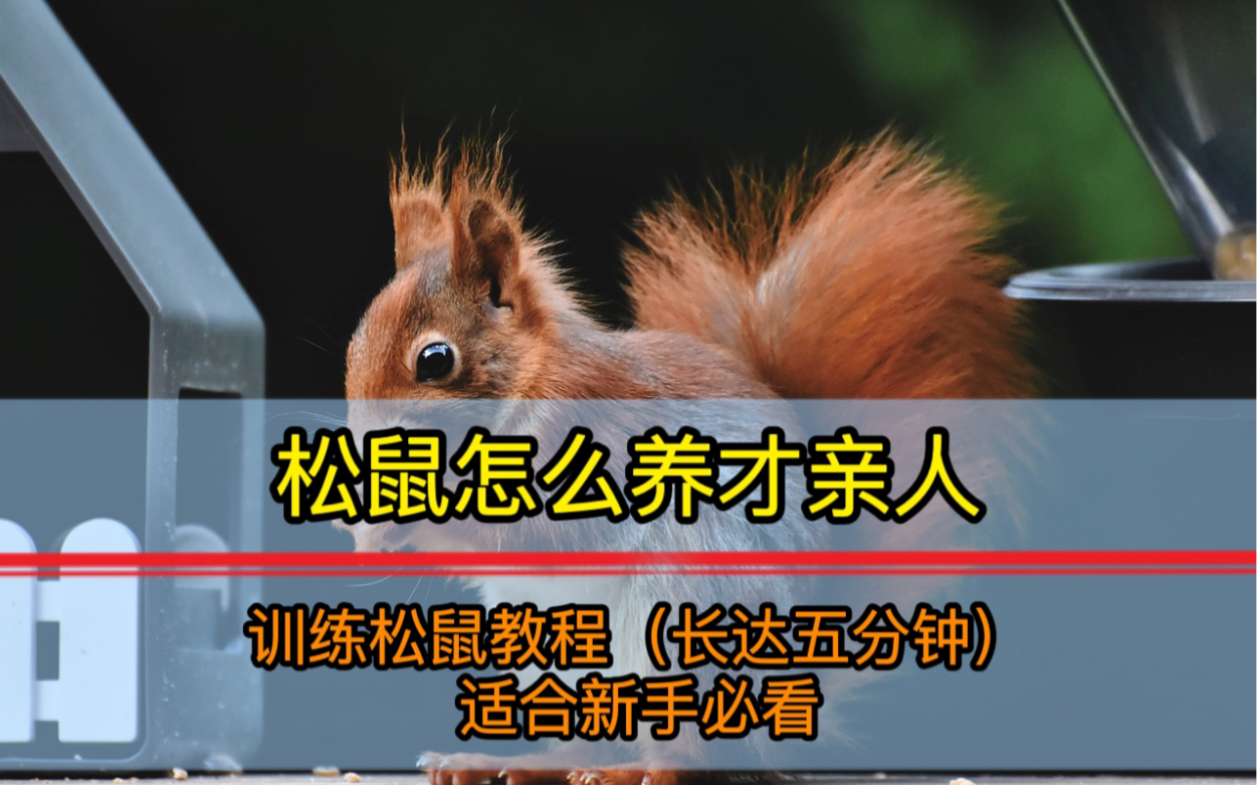 松鼠好不好养？红腹松鼠怎么养亲人？松鼠怎么训练亲人？松鼠按照年龄分成幼崽亚成和成年，成年的松鼠还能亲人吗？ 成年的松鼠怎么训练？