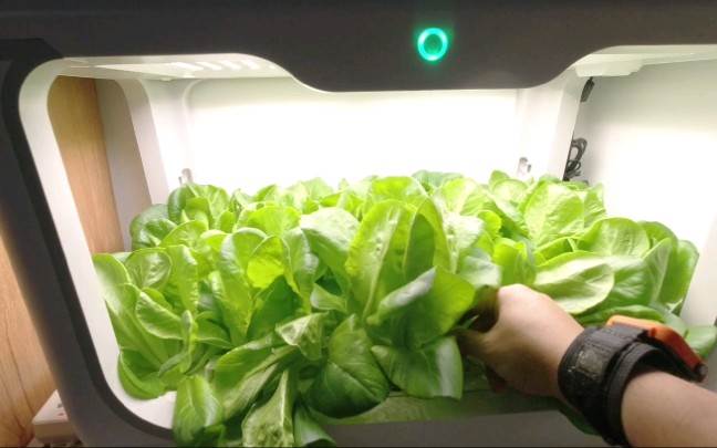小米有品智能家居 小绿弟智能种植机 室内种菜 无土栽培 有机蔬菜 真实用户体验分享