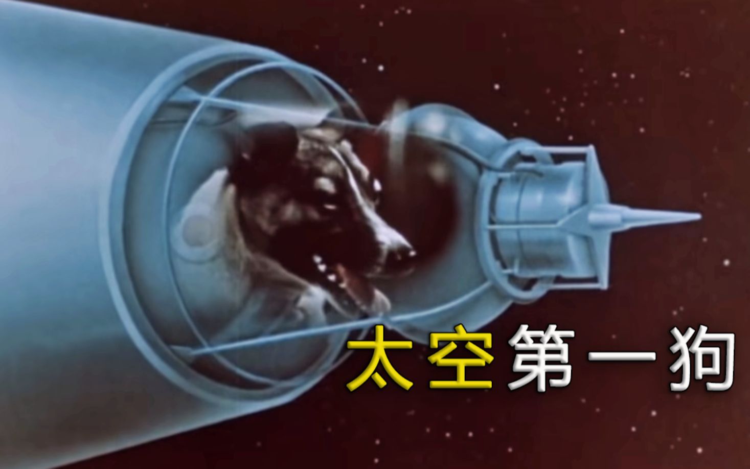 它是第一个进入太空的动物，名叫莱卡，至今还在太空中漂浮着！