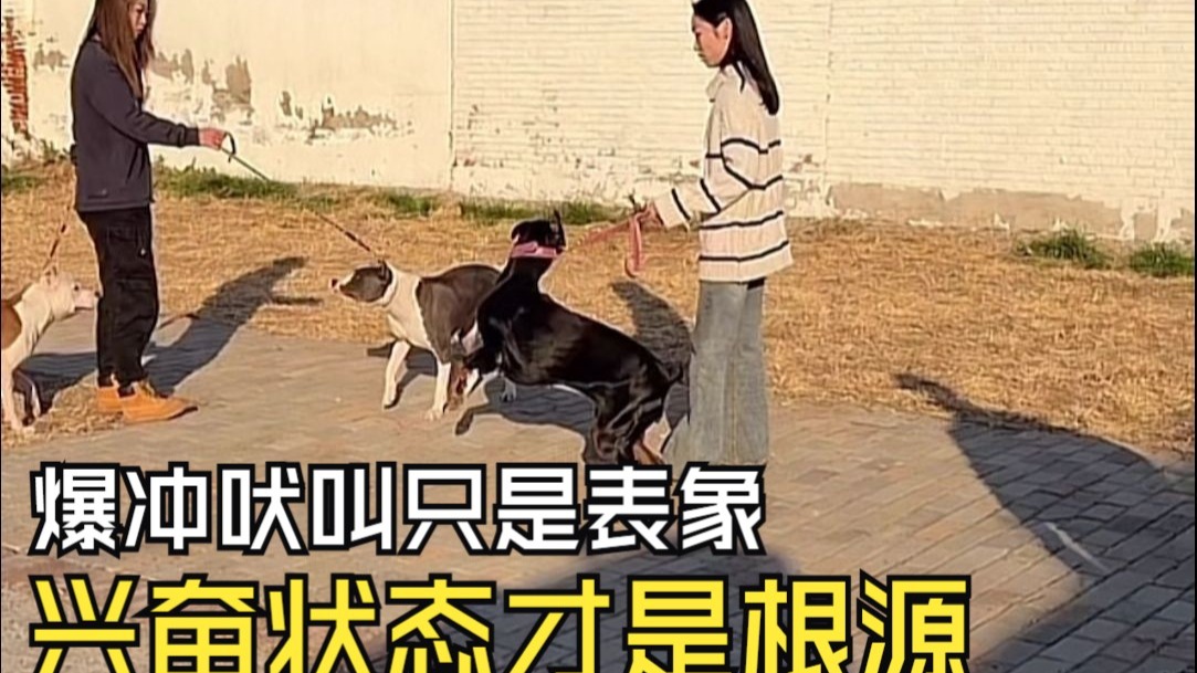直播调整丨杜宾见狗爆冲吠叫