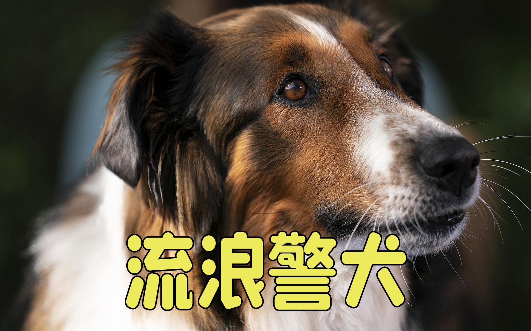 多动症之间的默契，人与狗之间的缘分，剧情片《义犬救主》