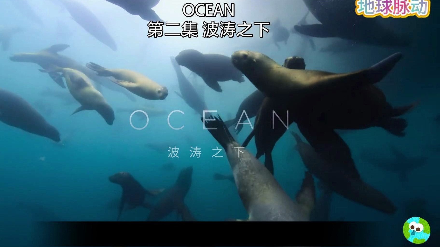 【高清】《地球脉D》第2集 波涛之下 关于地球生命的精品纪录片