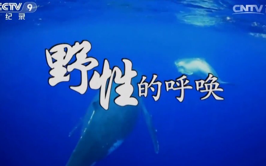 央视纪录片：《野性的呼唤》 全5集_1080P