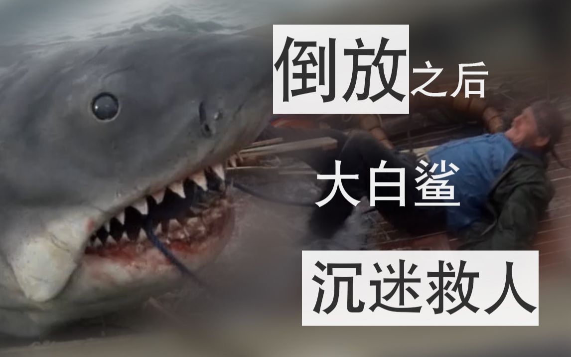 【倒放看片】《鲨白大》会造船能接腿，隔壁海豚都气哭了！