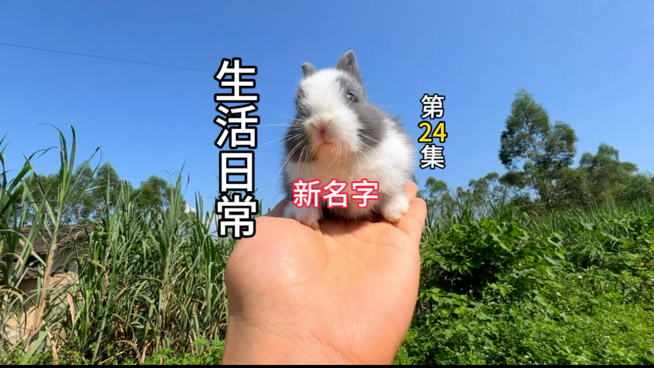 布偶猫羡慕别的猫都有属于自己的战利品！
