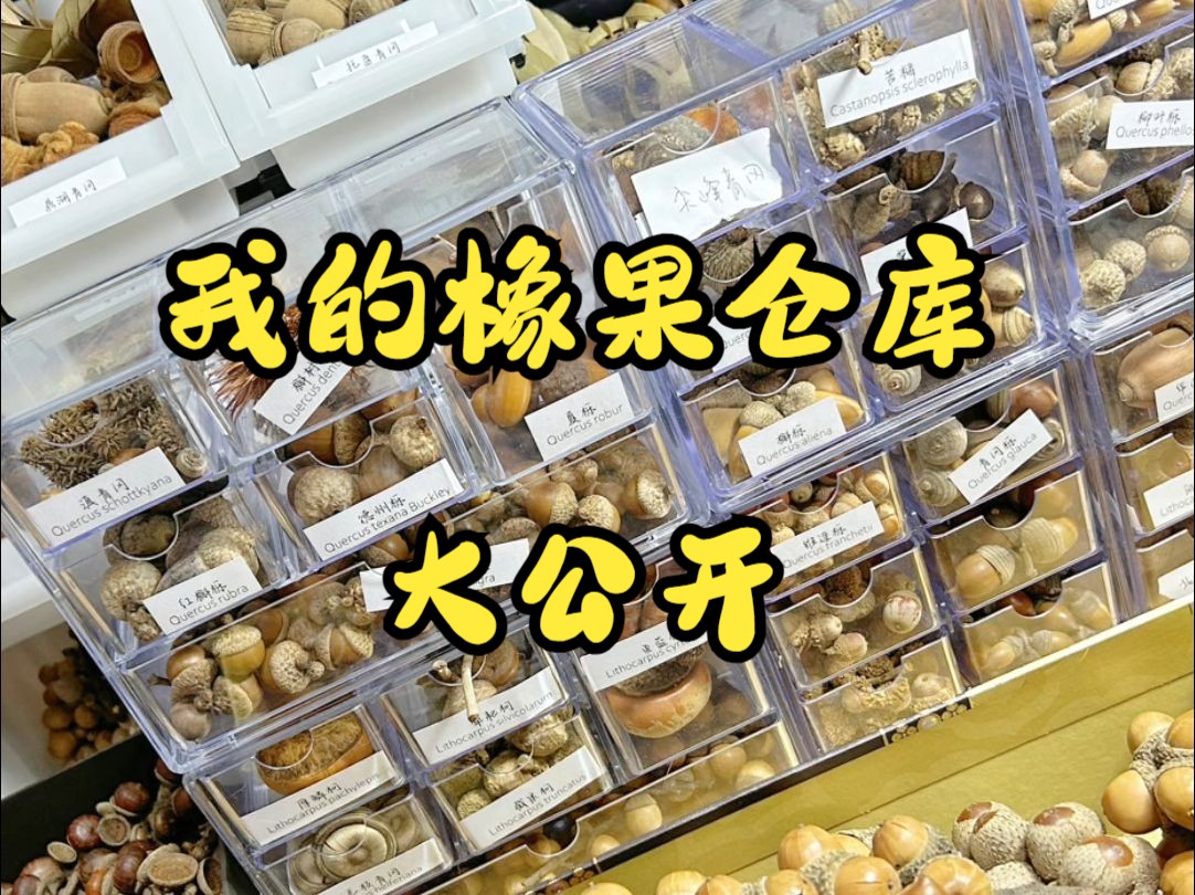 我的橡果仓库大公开啦~