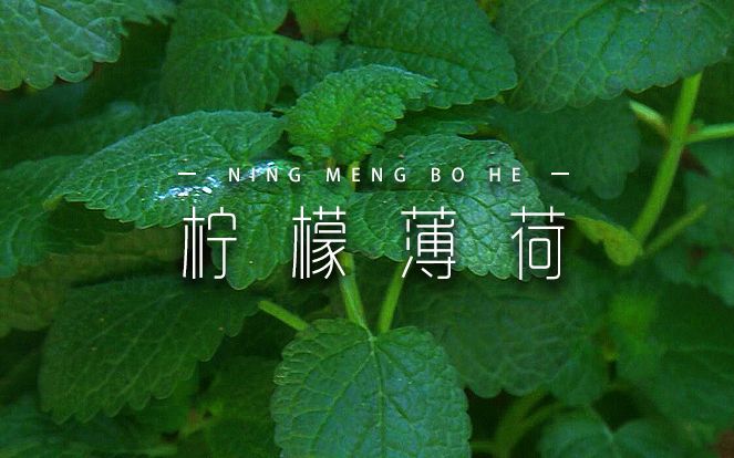今天给大家介绍一种薄荷，柠檬薄荷：教您怎么养护及注意事项