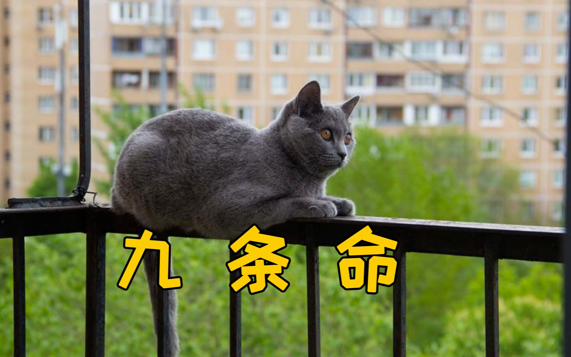 119只猫高空坠落，存活率96.5%，猫真有9条命？