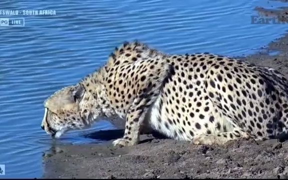 猎豹兄弟肚子快撑爆了（吃完长颈鹿）